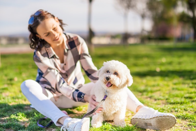 bichon frise dog with his owner