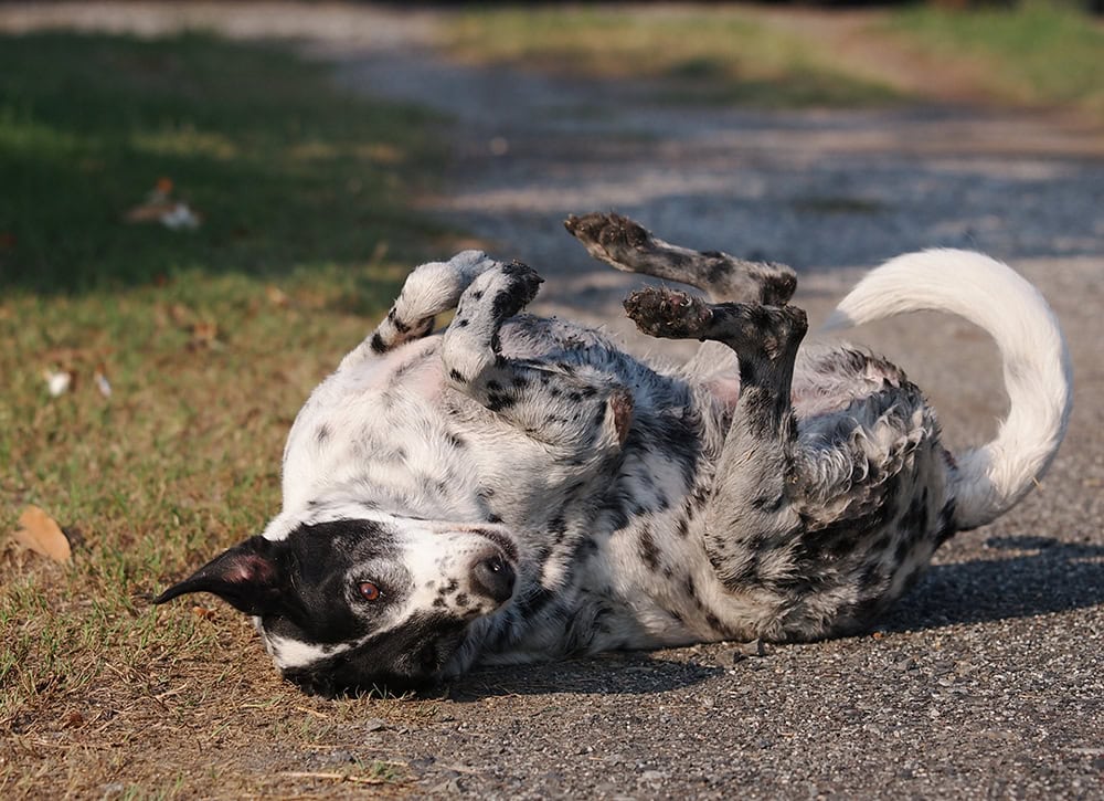 black and white dog rolling on the floor