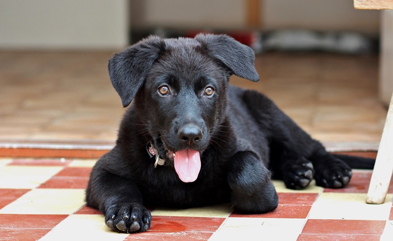 black labrador lying on the floor