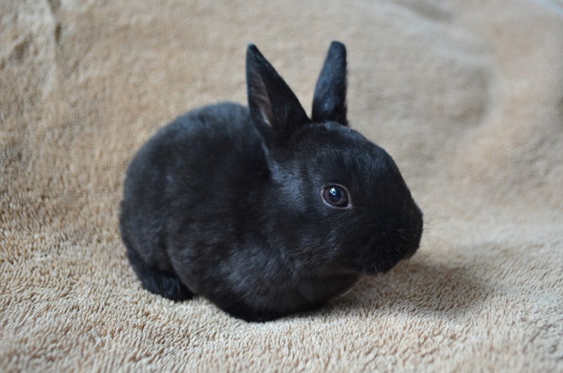 black Mini rex rabbit
