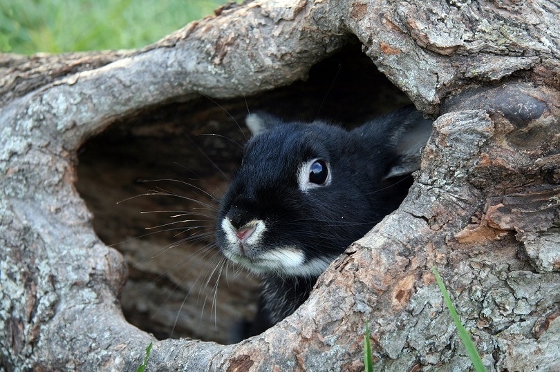 black otter rex rabbit inside a rotten tree trunk