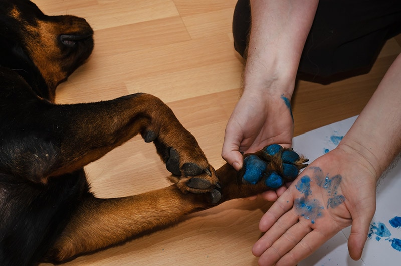 blue footprint of rottweiler dog