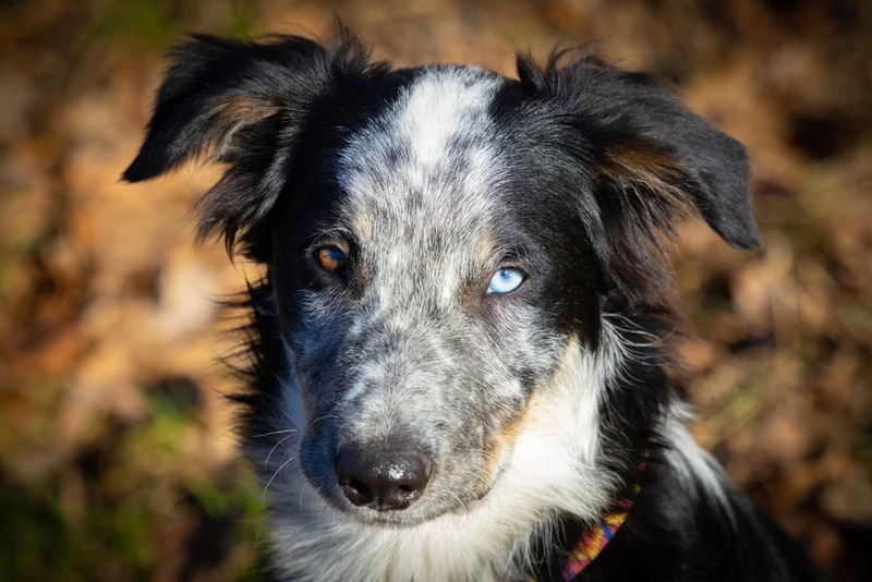 border collie eyes
