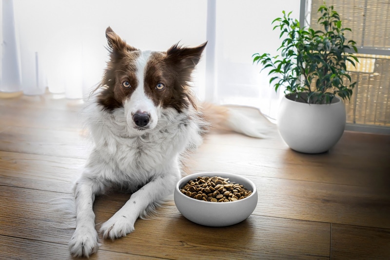 border collie near food bowl