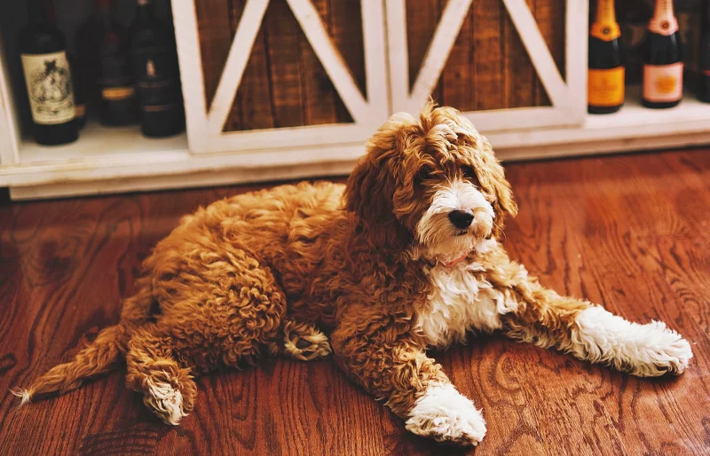 brown and white goldendoodle dog lying on the floor in front of cabinet with wine bottles