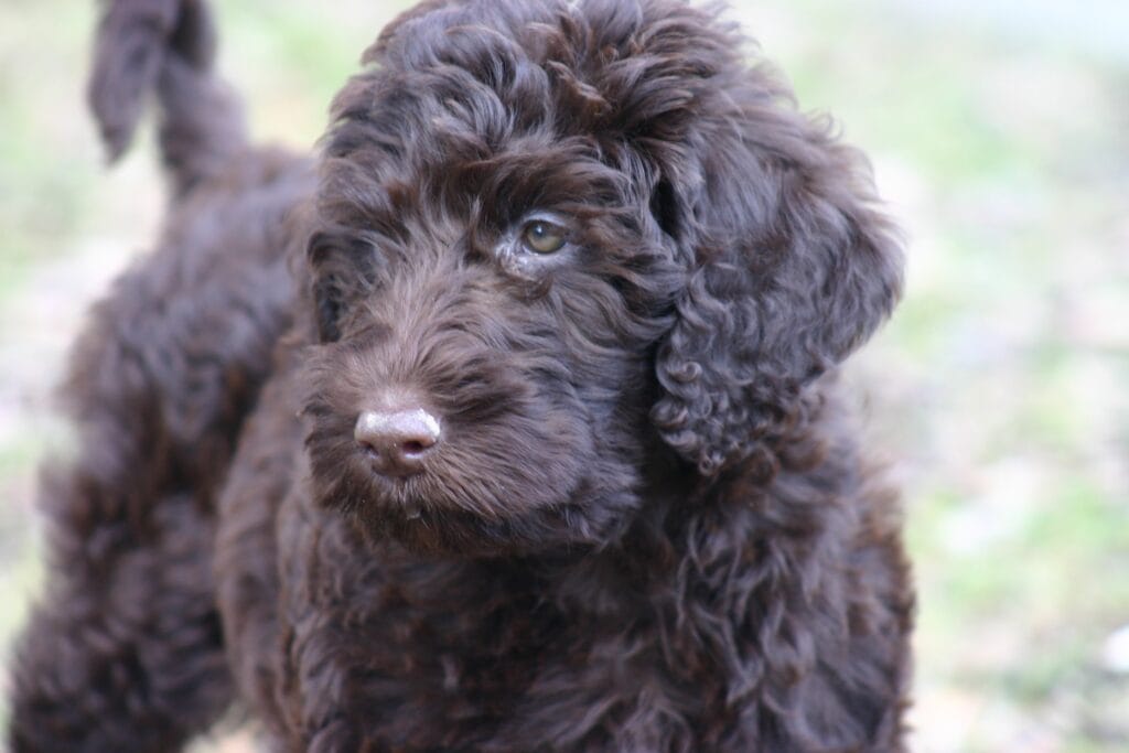 brown goldendoodle