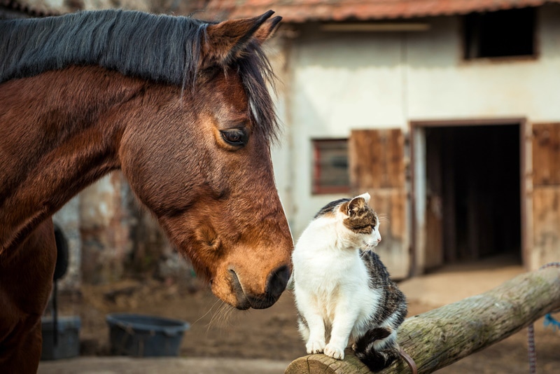 brown horse sniffing on cat
