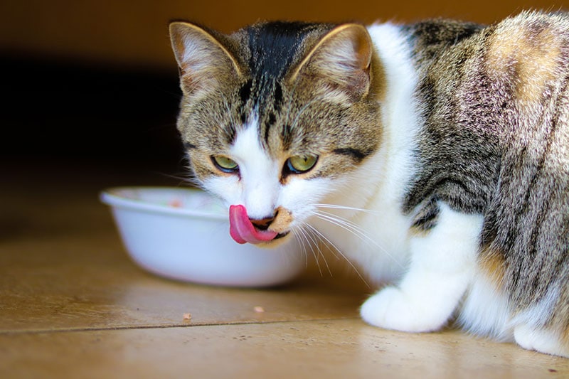 cat eating from feeding bowl