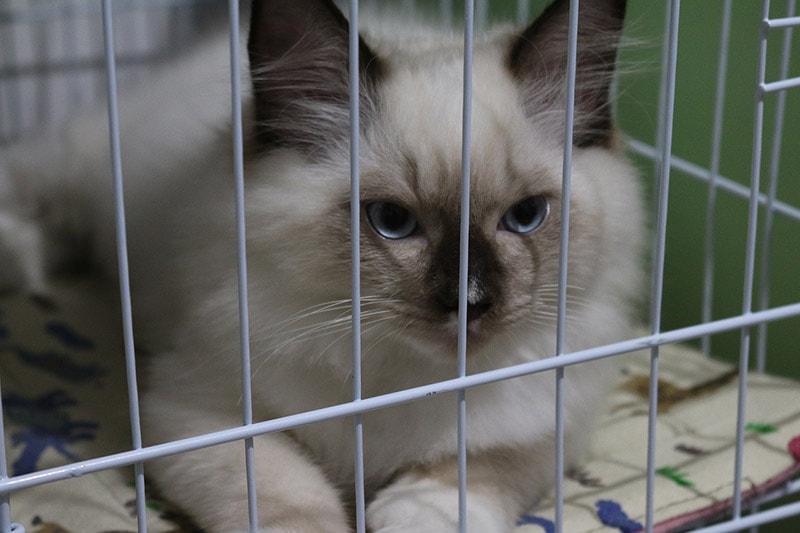 cat in a crate