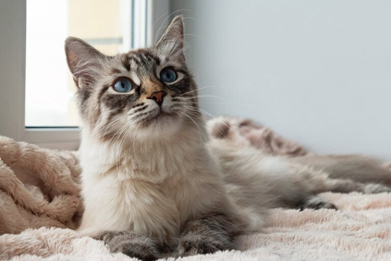 Picture of How to Introduce a Cat to a Rabbit: 6 Vet Approved Tips | Hepper Pet ...