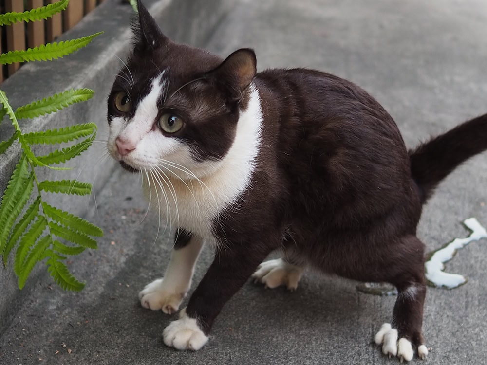 cat peeing on concrete floor