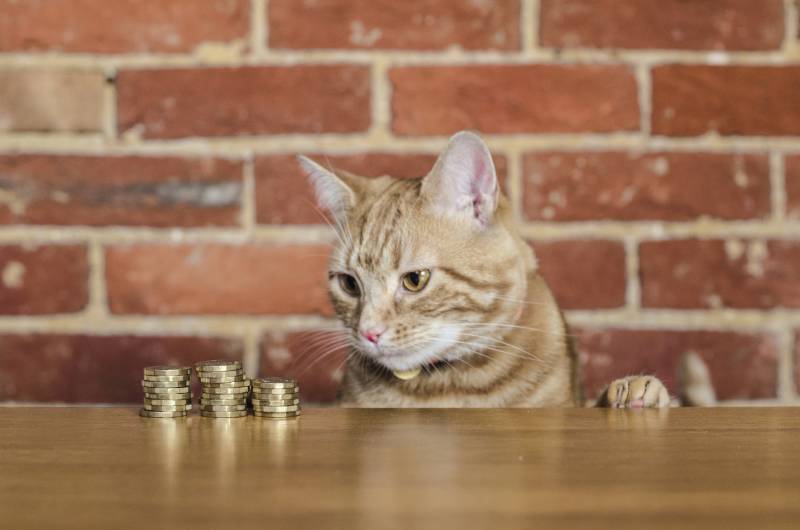 cat watching stack of coins