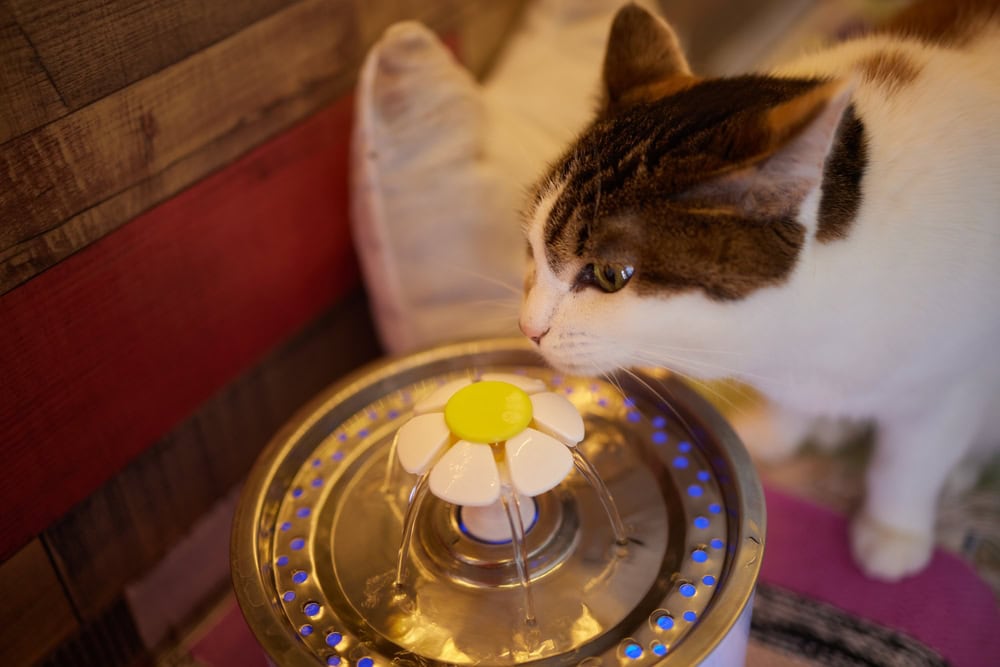 cat water dispenser with automatic gravity refill
