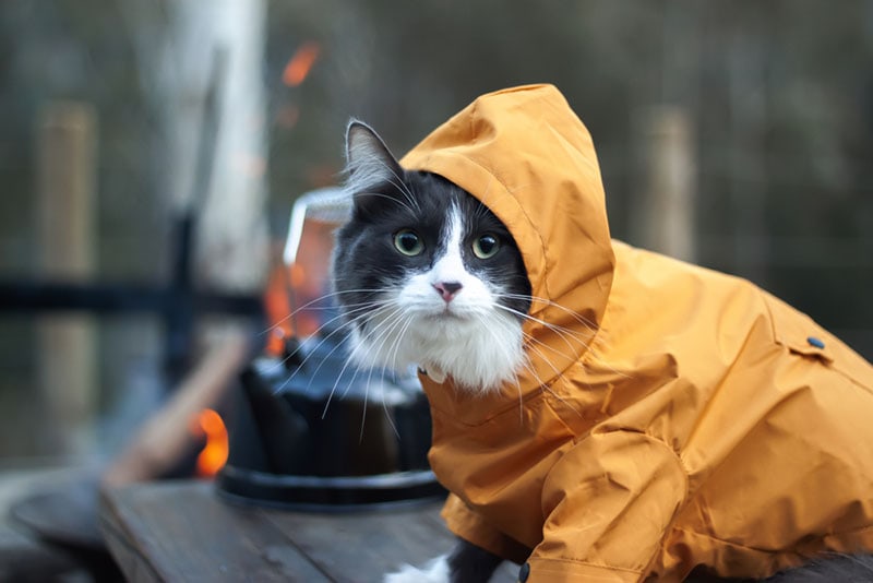 cat wearing yellow hoodie sitting on the table