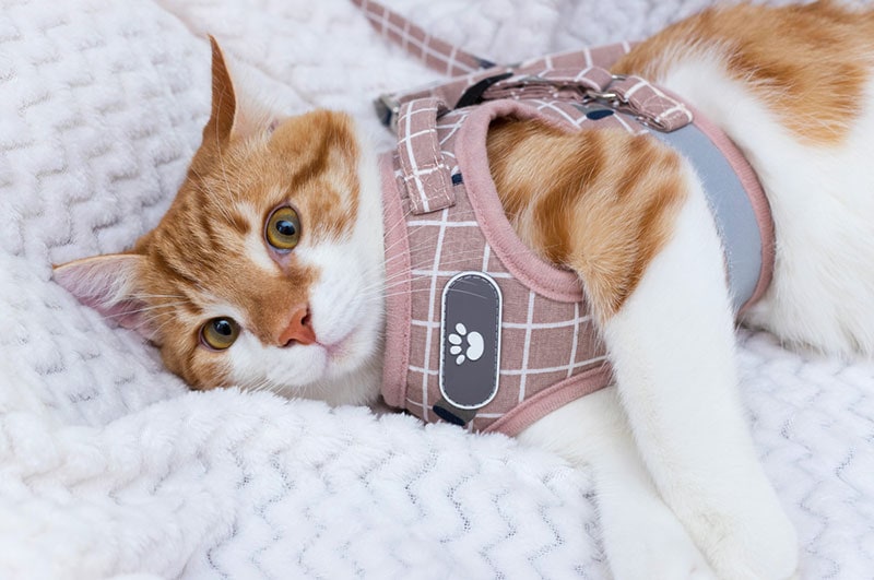cat with harness lying on bed