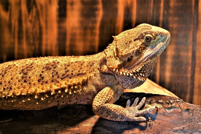 central bearded dragon side view