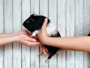 Do Guinea Pigs Bite? 7 Reasons They May & Handling Tips Hepper Pet