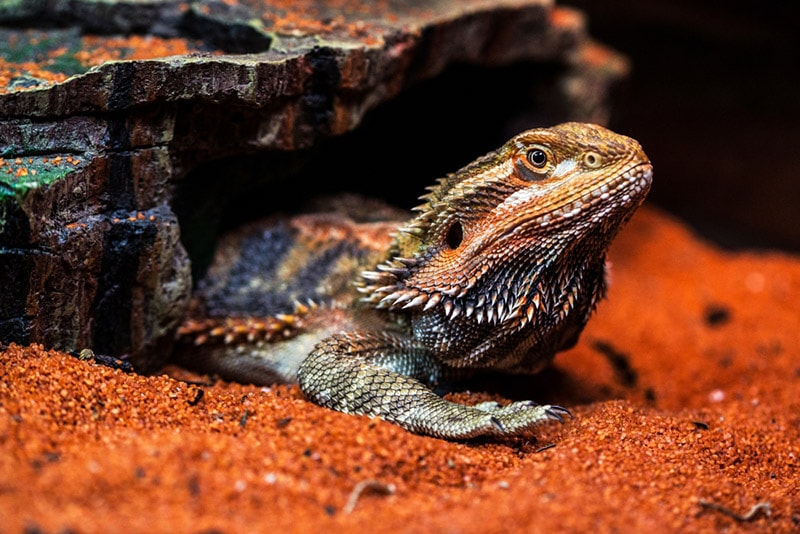 close up of bearded dragon