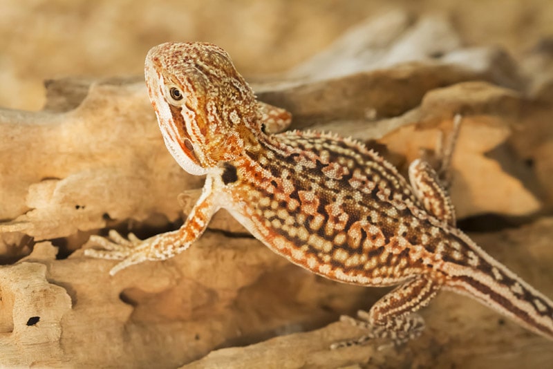 close up of dunner bearded dragon