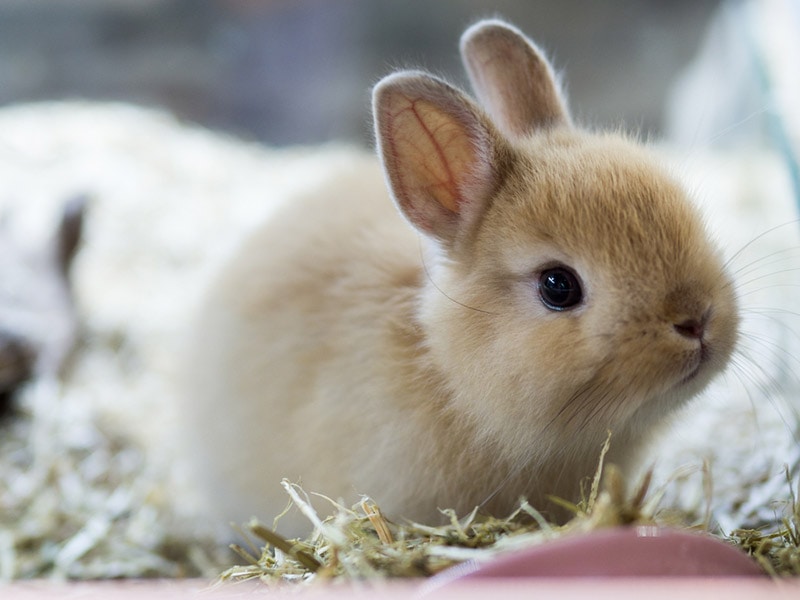 close up of netherland dwarf rabbit