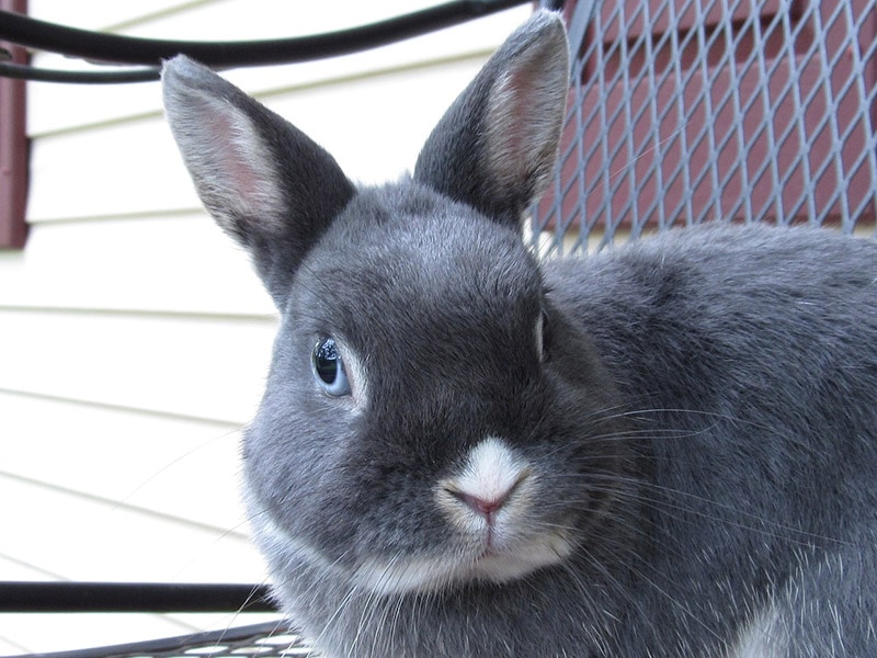 close up of netherland dwarf rabbit