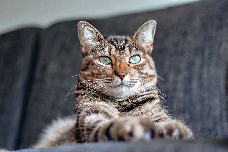 close up tabby cat in the couch