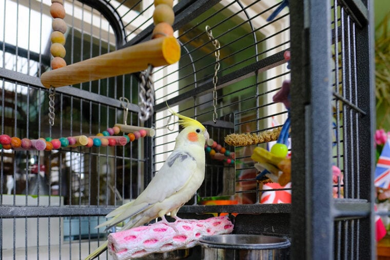 Macaw Cage Requirements Reference: What Cage Size For A Cockatiel Do I Need Vet