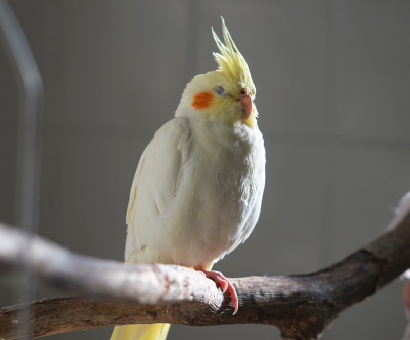 cockatiel sleeping