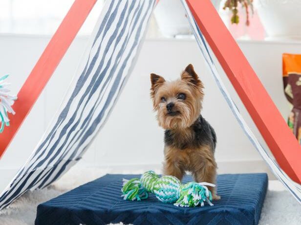 collapsible dog tent