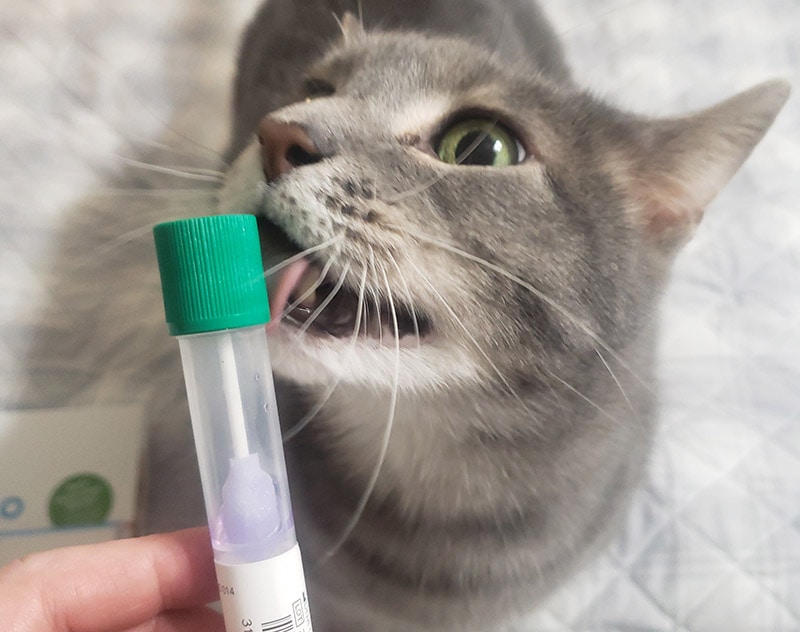 collecting dna sample on tazzy