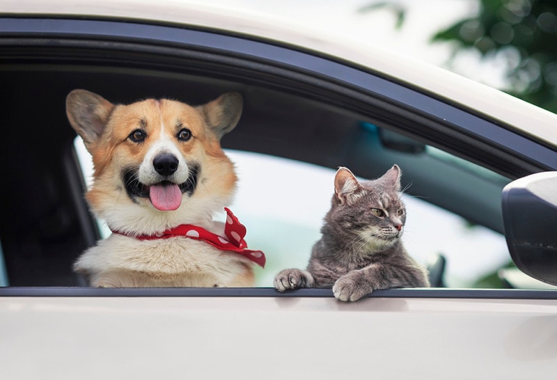 corgi dog puppy and a cute tabby cat leaned out of a car window