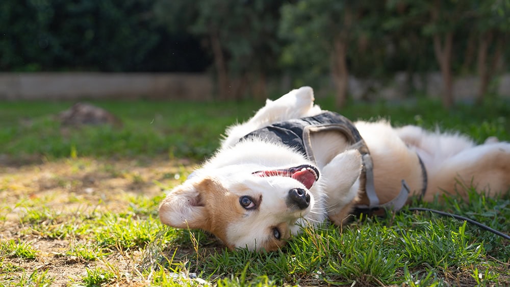 corgi dog rolling on the grass