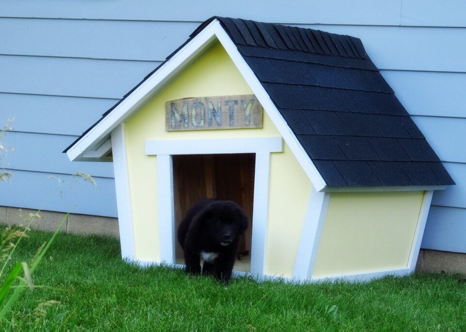 crooked dog house