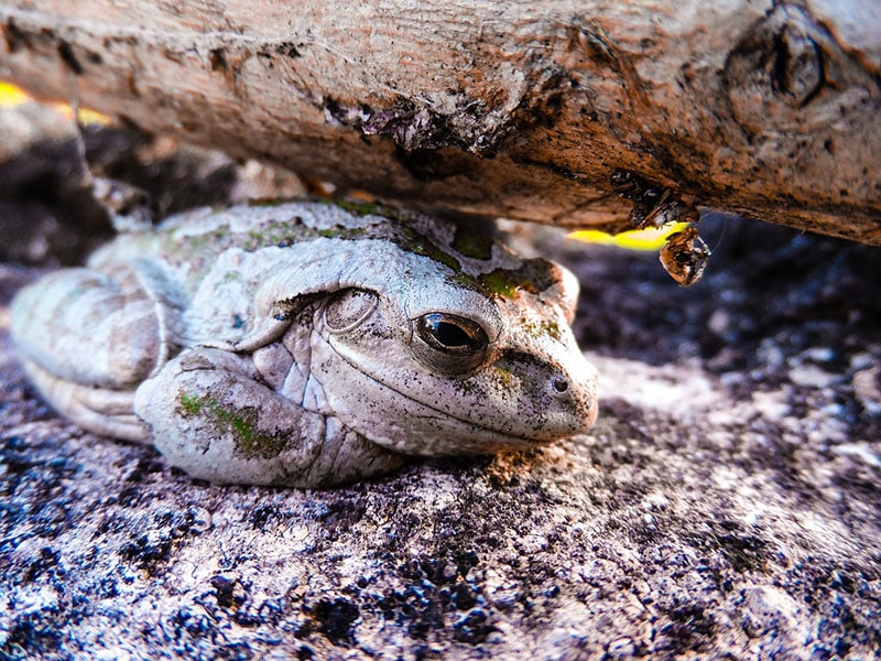 cuban tree frog lying under a tree branch