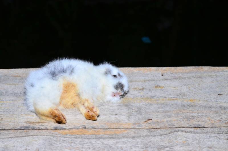 dead baby rabbit on wood floor
