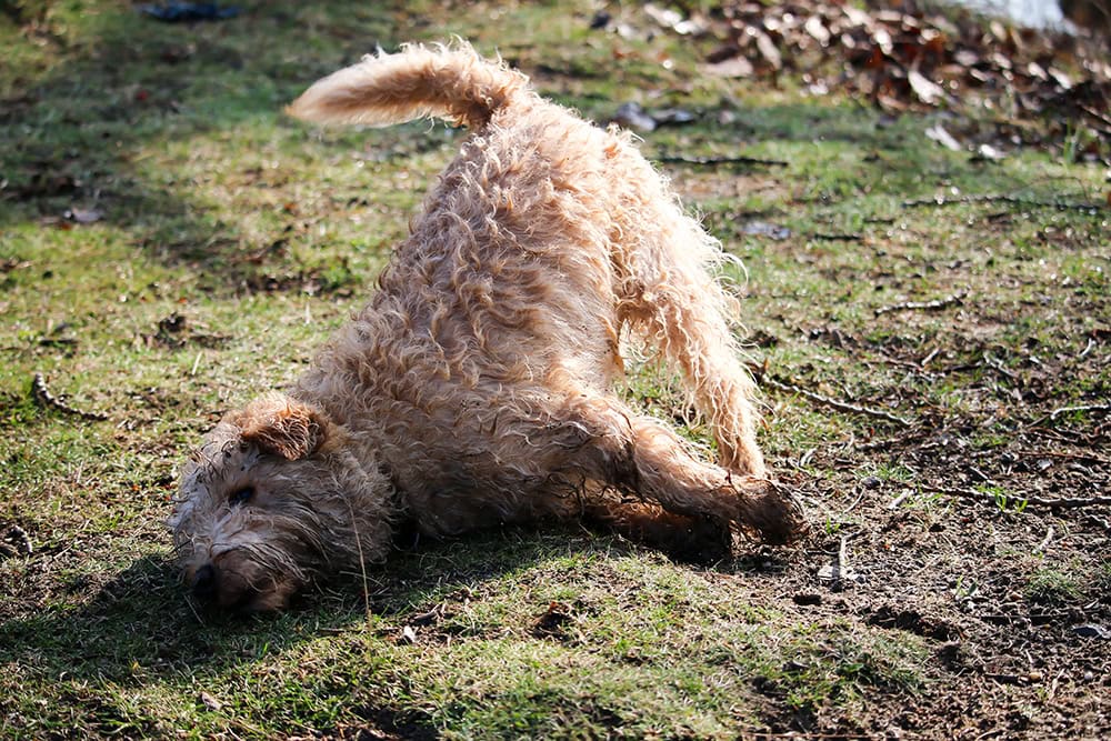 dirty dog rolling on the grass