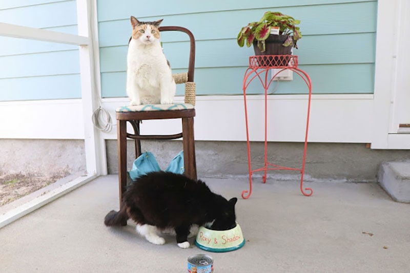 diy cat hammock chair