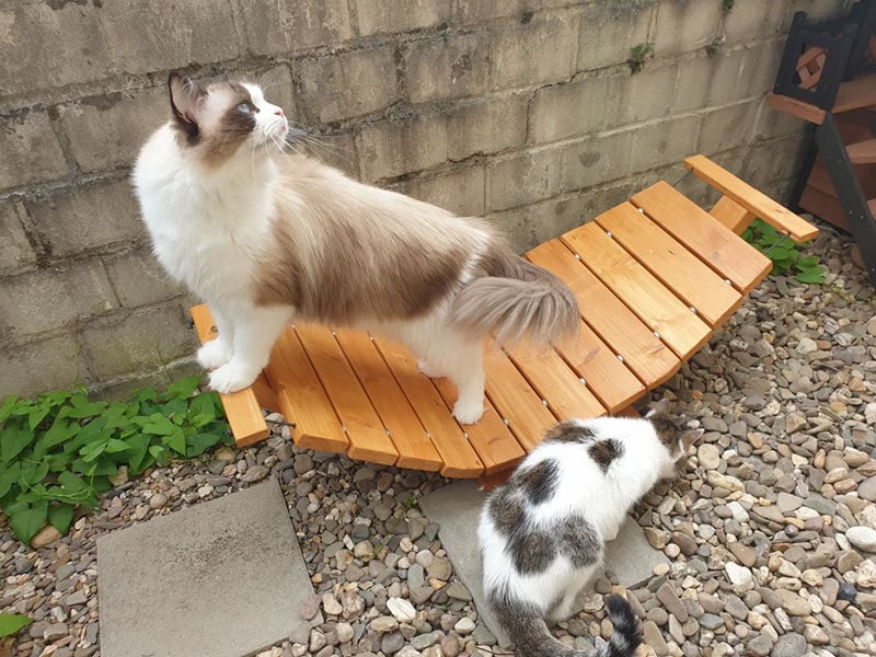 diy cat hammock