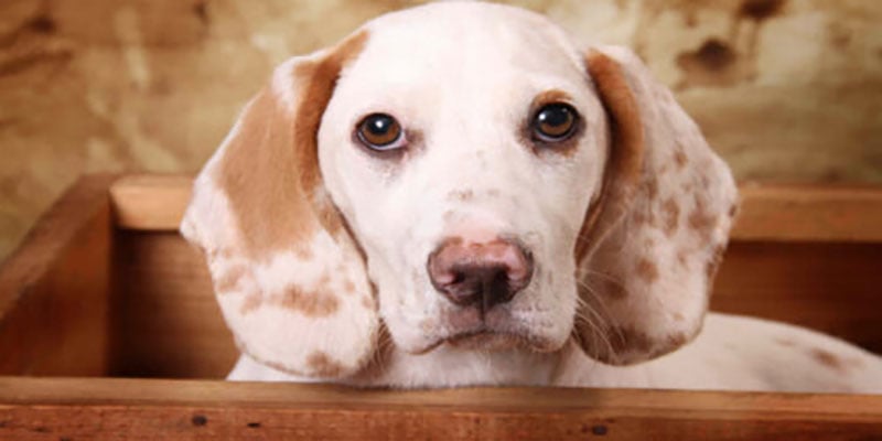diy dog box & bed for your truck