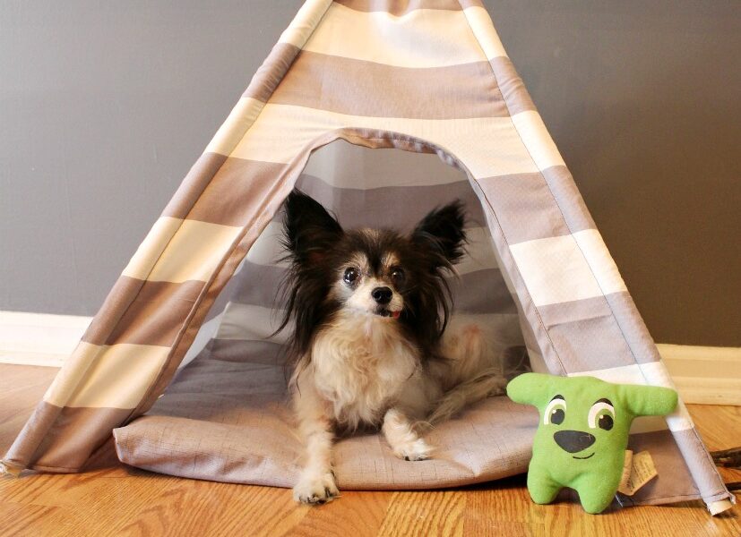 diy dog tent