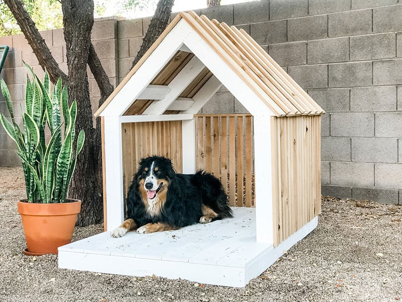 diy modern dog house