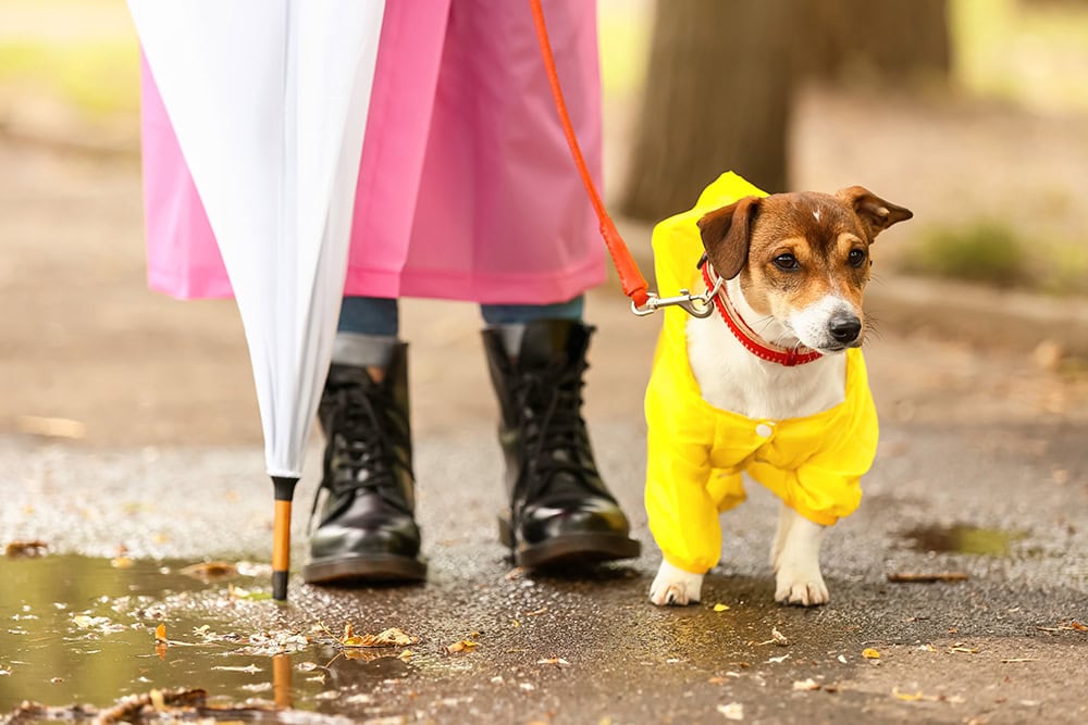dog and owner going for a walk wearing raincoats