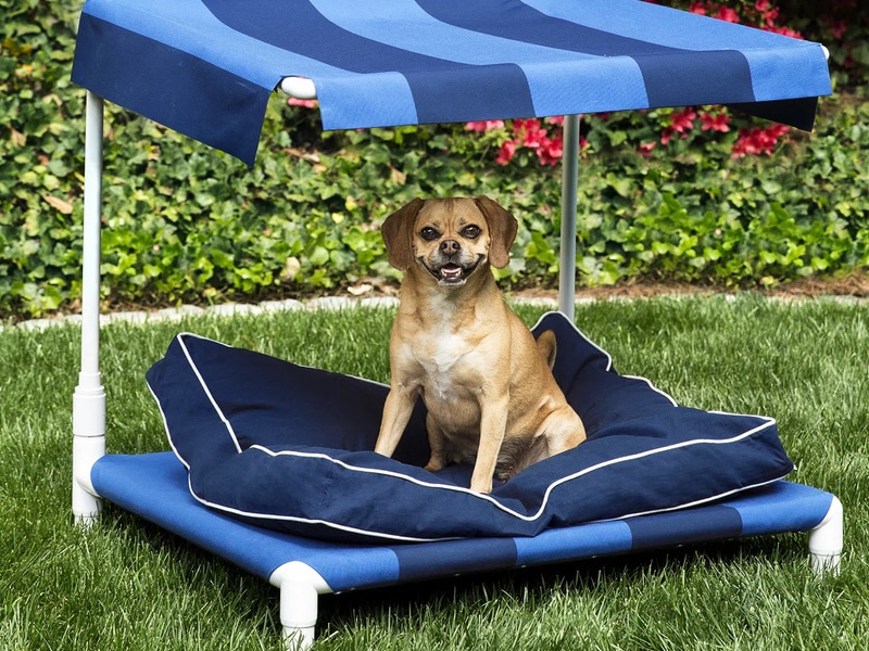 dog bed with canopy