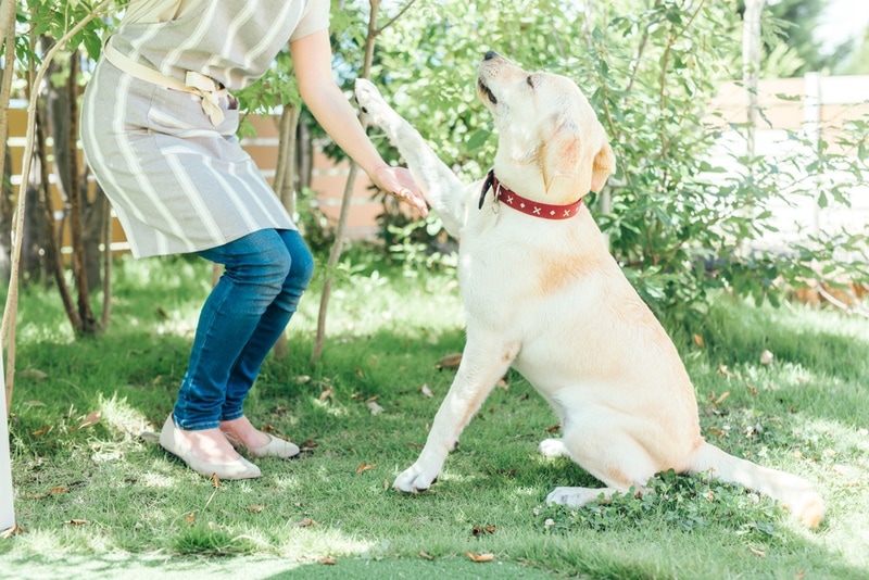 dog pawing at his owner