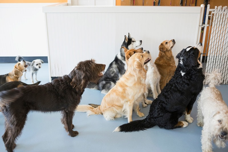 dogs in a daycare facility
