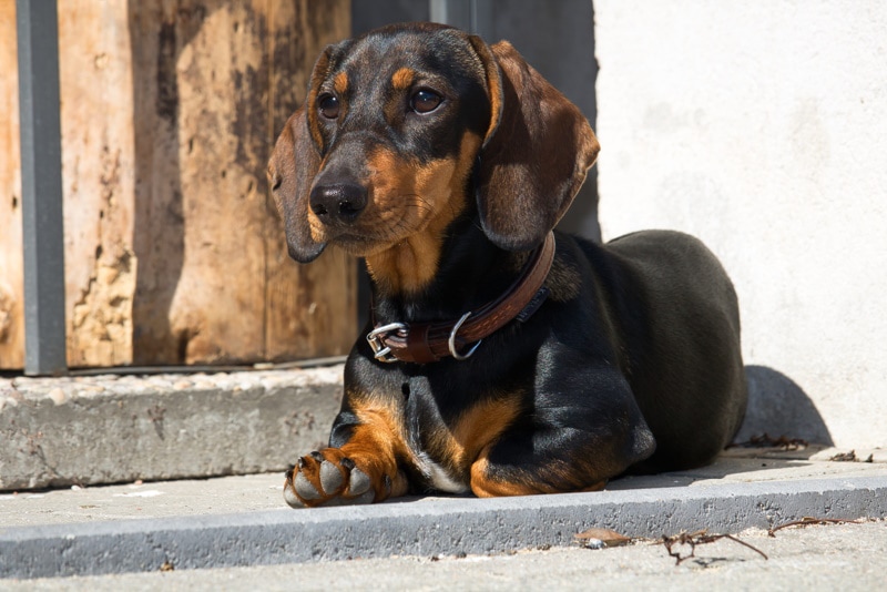 duchshund dog lying on the ground