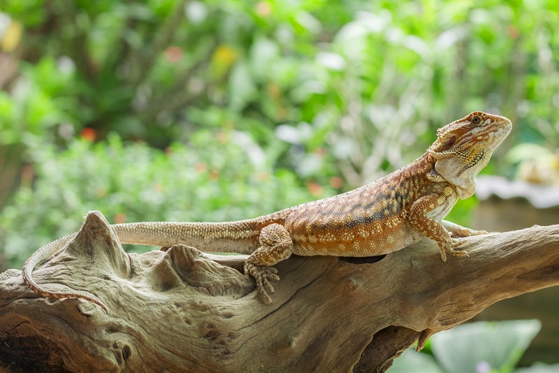 dunner bearded dragon on branch