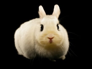 10 White Rabbit Breeds (With Info & Pictures) | Hepper Pet Resources