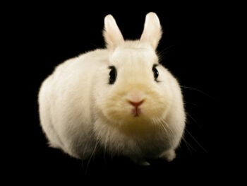 Highland White Rabbit 10 White Rabbit Breeds (With Info & Pictures) | Hepper Pet Resources