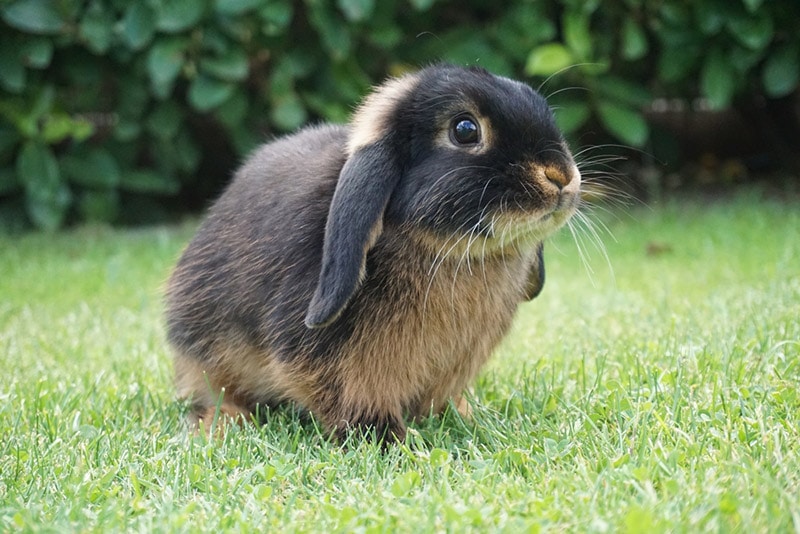 dwarf lop rabbit in the meadow